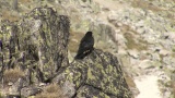 Video of Yellow-billed Chough - Yellow-billed Chough fly in the sky in Bulgarian mountains